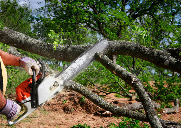 The Steps Involved in Our Tree Care Process in Greensburg, KY